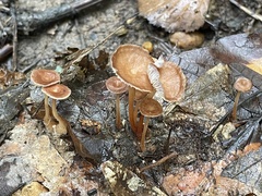 Collybiopsis biformis