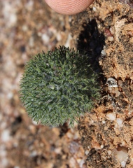 Eriospermum paradoxum