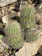 Echinocereus sciurus
