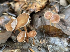 Collybiopsis biformis