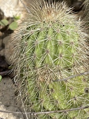 Echinocereus sciurus
