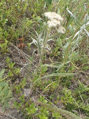 Achillea millefolium borealis