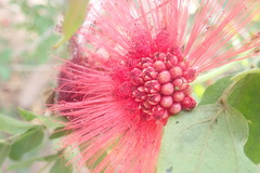 Calliandra