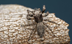 Tusitala