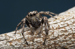 Tusitala