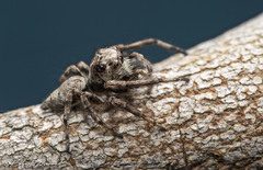 Tusitala