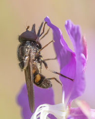 Rhingia nasica image