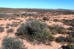 Lacomucinaea lineata