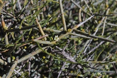 Lacomucinaea lineata