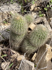 Echinocereus sciurus