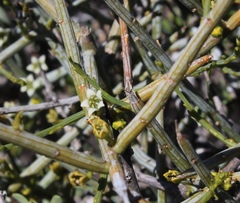 Lacomucinaea lineata