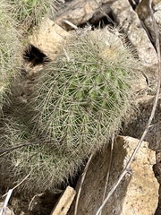 Echinocereus sciurus