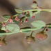 Phyllanthus parvulus parvulus - Photo (c) Nicola van Berkel, μερικά δικαιώματα διατηρούνται (CC BY-SA), uploaded by Nicola van Berkel