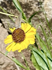 Satyrium sylvinus