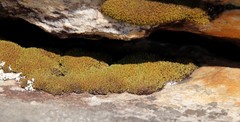Hypodontium