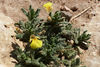 Ajuga iva pseudoiva - Photo (c) lougarou, some rights reserved (CC BY-NC), uploaded by lougarou