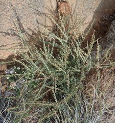 Phyllanthus parvulus parvulus