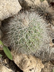 Echinocereus sciurus
