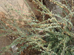 Phyllanthus parvulus parvulus