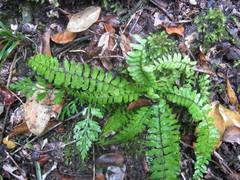 Asplenium lunulatum