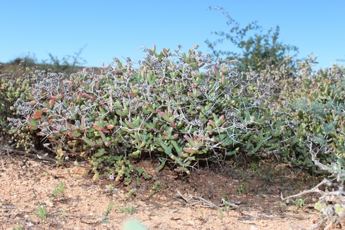 Ruschia spinosa