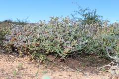 Ruschia spinosa