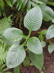 Brillantaisia