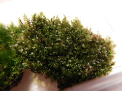 Ptychostomum moravicum