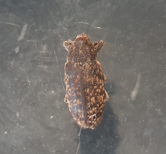 Rhinocyllus