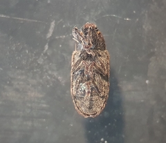 Rhinocyllus