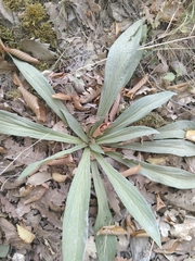 Digitalis grandiflora