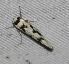 Lichenaula calligrapha