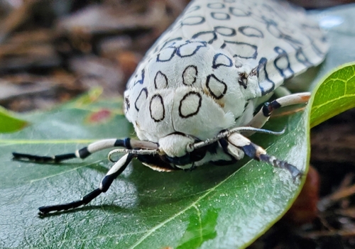 Giant Leopard Moth, photo 6 of 10
