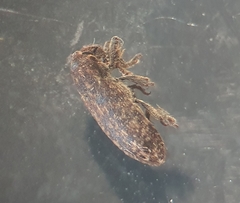 Rhinocyllus
