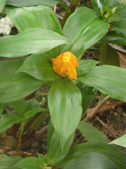 Chamaecostus cuspidatus