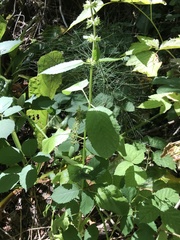 Stachys chamissonis