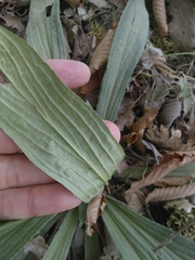 Digitalis grandiflora