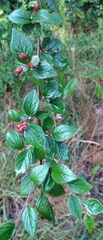 Cotoneaster dielsianus