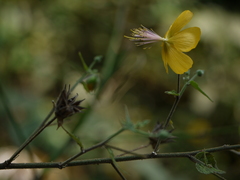 Abutilon persicum
