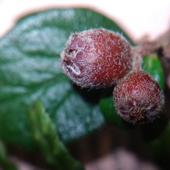 Cotoneaster dielsianus