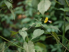 Abutilon persicum