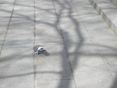 Columba livia domestica