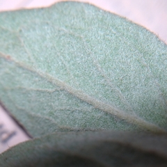 Cotoneaster dielsianus