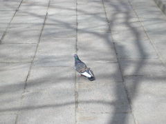 Columba livia domestica