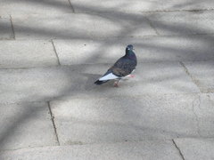 Columba livia domestica