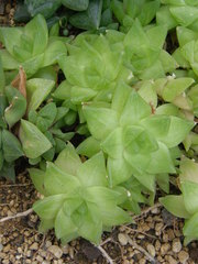 Haworthia retusa