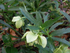 Helleborus bocconei