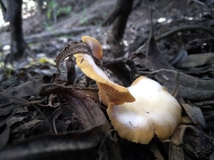 Crepidotus brunswickianus