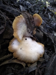 Crepidotus brunswickianus
