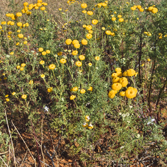 Oncosiphon grandiflorus